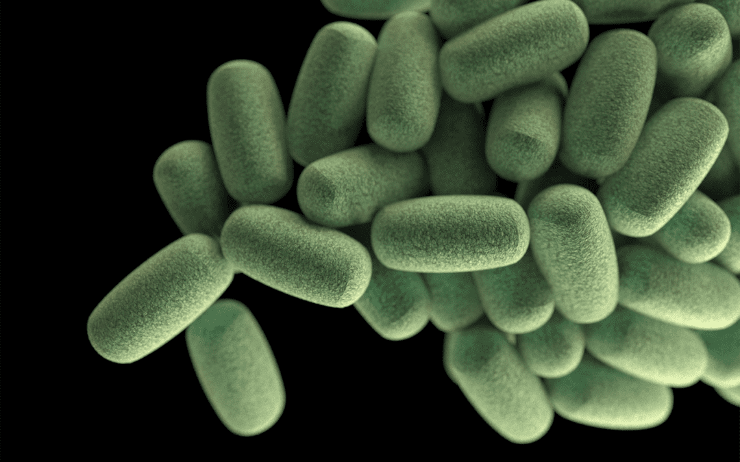 The gut microbiome responds to more fiber in ONE day.