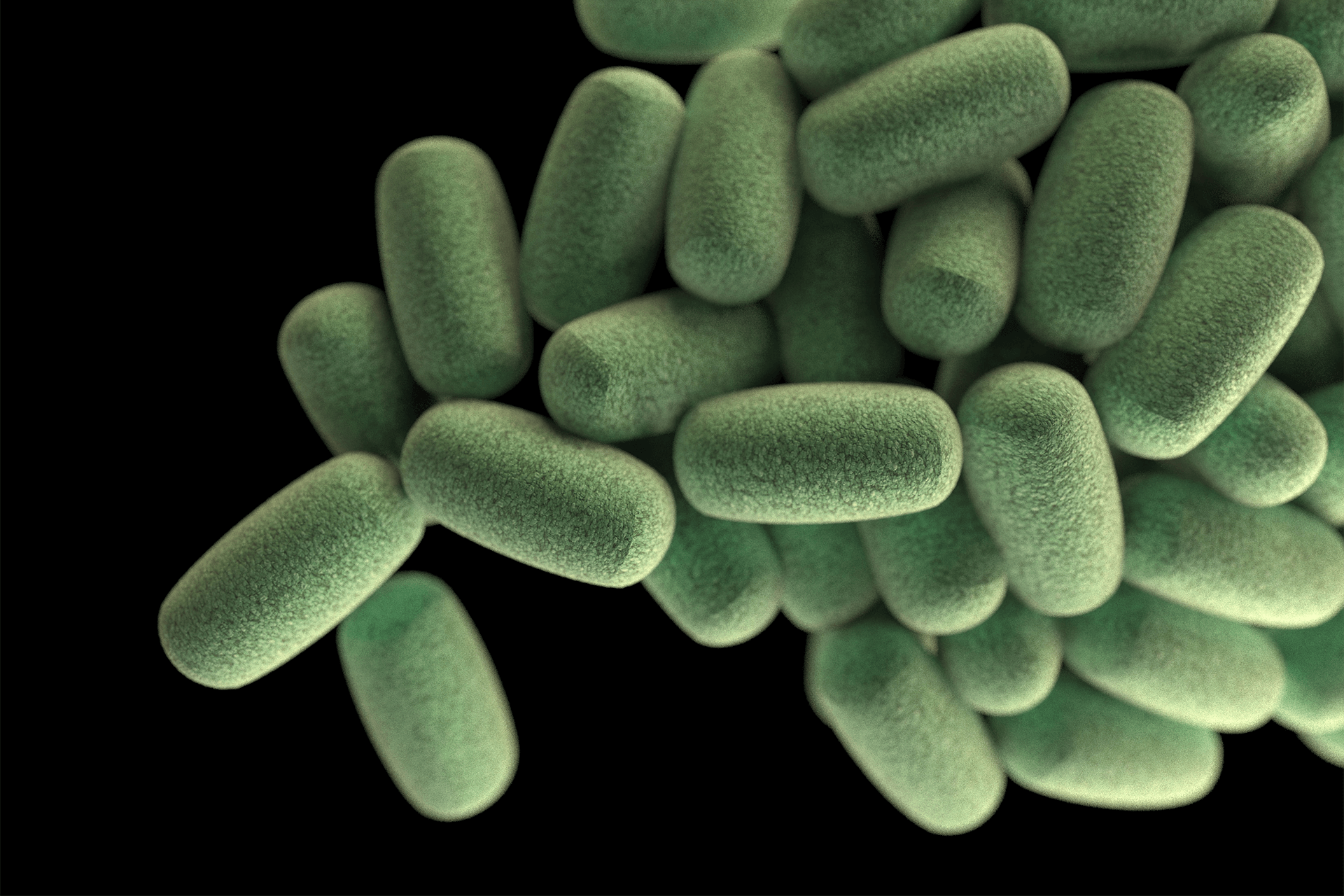 microscopic image of bacteria